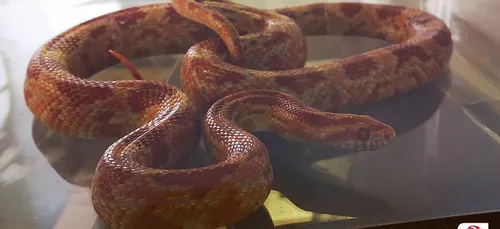 Un serpent d’une longueur de 80cm découvert dans un parc à...