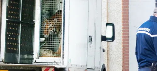 Oise : 10 tigres saisis par la justice pour des soupçons de...