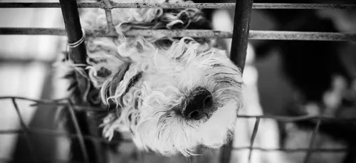 Le plan du gouvernement pour lutter contre les abandons d'animaux