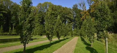 Une forêt urbaine va voir le jour à Lens