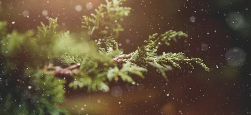 Quelques flocons de neige pour le soir de Noël ?