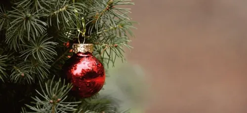 La ville de Douai met en place une collecte de sapins de Noël
