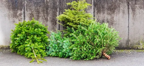 Dans le Beauvaisis, déposez vos sapins devant chez vous, les agents...