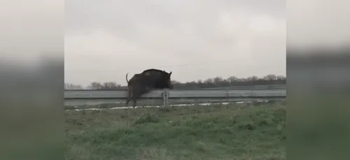 VIDEO : des sangliers traversent la 4 voies à Thillois en pleine...