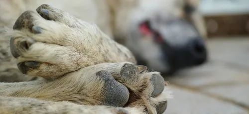 Surveillez vos chiens, des boulettes empoisonnées signalées à Beauvais