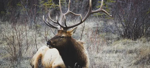 Vidéo : un cerf chassé se réfugie sur les voies SNCF à Chantilly