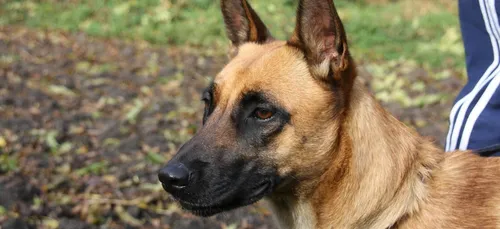 Mordue par un chien, une fillette de 2 ans gravement blessée à...