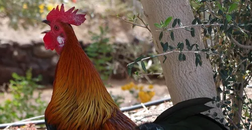 Une loi protège désormais les chants de coq, les cloches et les...