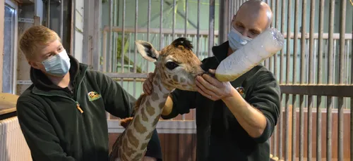 Belgique : un girafon est né à Bellewaerde