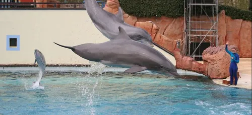 Le Parc Astérix annonce la fermeture définitive de son delphinarium