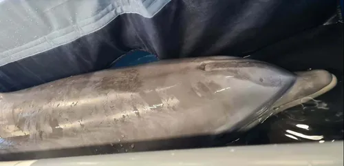 Deux dauphins du Parc Astérix auraient déjà quitté la France