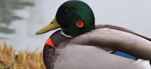 Des canards et des oies blessés par des fléchettes à Roubaix