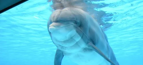Au Parc Astérix, le dauphin Femke a été euthanasié