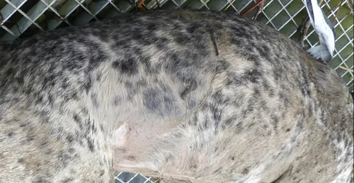 Appel à témoins pour une chienne ligotée et jetée dans le Canal de...