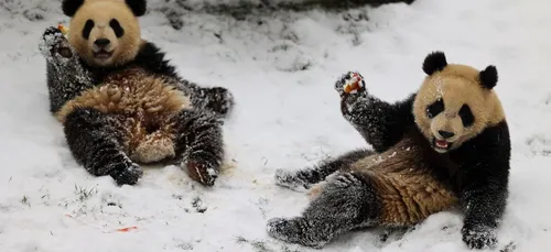 On en connaît deux qui s’éclatent dans la neige à Pairi Daiza