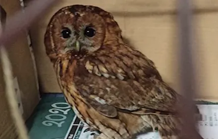 Les sapeurs-pompiers sauvent ... une chouette près de Cambrai