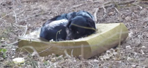 Attaché dans le froid, un chien sauvé de la maltraitance dans le...