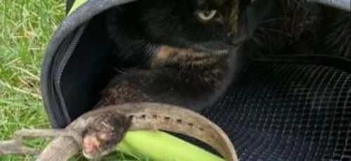 Victime d'un piège à mâchoires crantées, un chat amputé dans la Somme