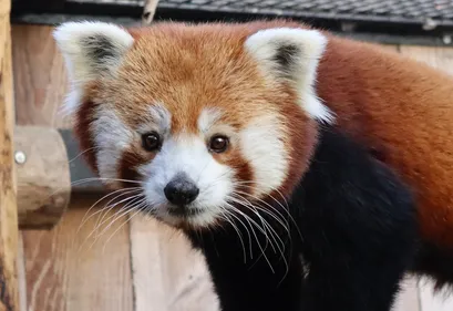 Ruaridh le panda roux nouvel arrivant au zoo de Lille