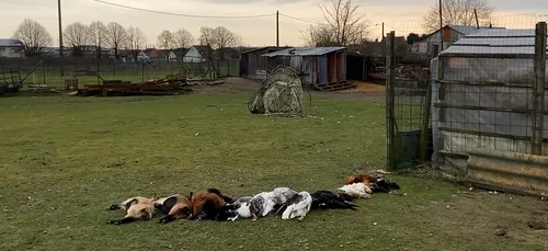 Massacres d'animaux en série à Leforest