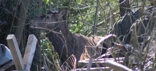 Chasse à courre : un cerf traqué jusque dans le jardin d'un...