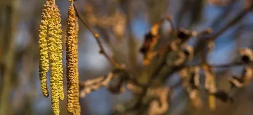 Allergies aux pollens : risque élevé cette semaine en Hauts-de-France