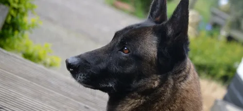 Un garçon de 13 ans gravement mordu par un chien à Somain