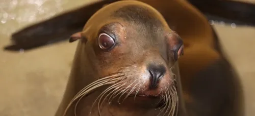 Une soignante mordue par une otarie à Nausicaà