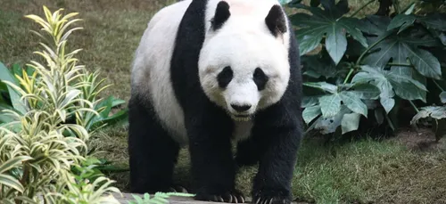 Un soigneur de Pairi Daiza attaqué par un panda
