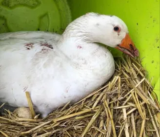 Douai : une vingtaine de poules et d’oies tuées et mutilées dans...