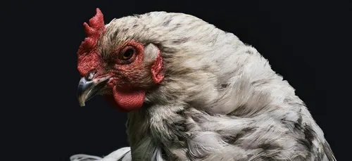 L'élevage XXL de poules est autorisé à s'installer à Steenwerck