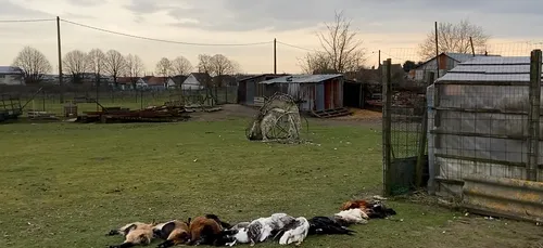 Trois adolescents soupçonnés d'avoir tué la trentaine d'animaux de...
