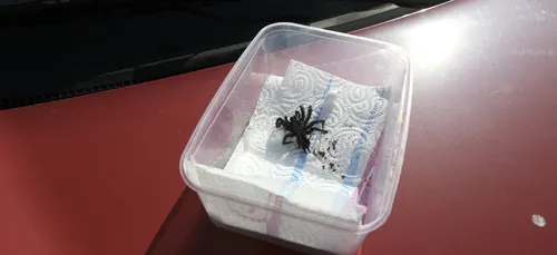 Des mygales découvertes dans l'Oise