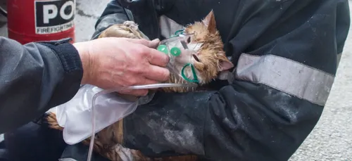 3 personnes sauvées des flammes et ... 4 chatons