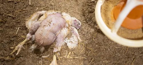 L'association L214 dévoile les images d'un élevage intensif de...