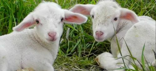 Un chien suspecté d'avoir tué des agneaux dans l'Oise