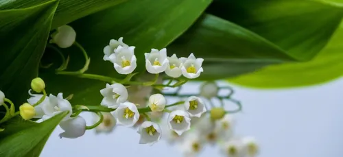 1er mai : la vente de muguet interdite sur la voie publique à Beauvais