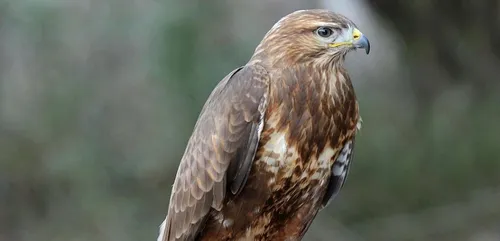 Des joggeurs attaqués par un rapace en forêt de Marchiennes