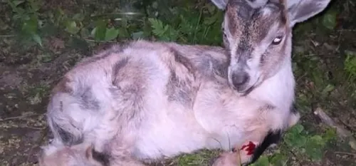 Des jeunes moutons et un chevreau volés ont été jetés par une...