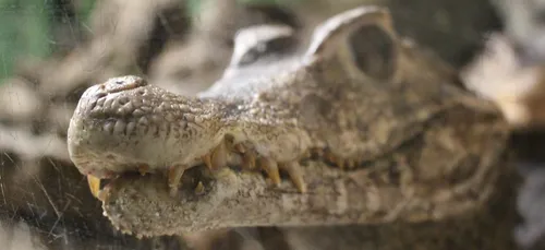 Pas-de-Calais : un boa constrictor et un caïman découverts par les...