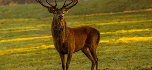 L'arrêté anti chasse à courre à Pont-Sainte-Maxence validé par la...