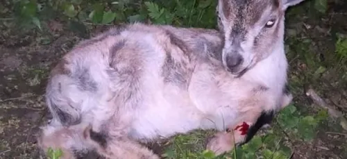 3 personnes jugées ce vendredi pour les vols d'animaux avant de les...