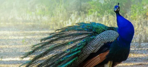 Oise : Léon le paon accusé de crier trop fort, un habitant...