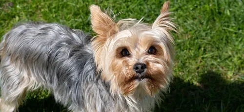 A Douchy-les-Mines, il jette son chien du 3ème étage pour éviter de...