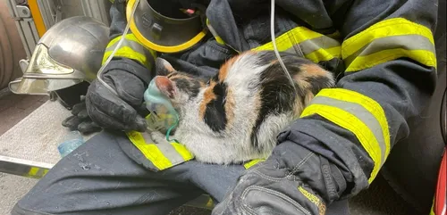Les sapeurs-pompiers de Lille sauvent des chats d'un incendie
