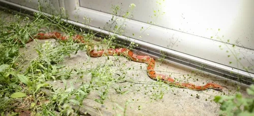 Un habitant de Beauvais tombe nez à nez avec un serpent dans une...