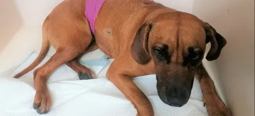 Appel à témoins pour une chienne poignardée dix fois à Roubaix