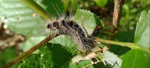 L'ARS alerte sur une recrudescence des chenilles urticantes dans la...