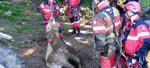Un veau sauvé d'un puits de 5 mètres près d'Hardelot
