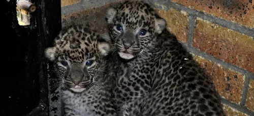 2 panthères du Sri-Lanka sont nées au Zoo de Maubeuge